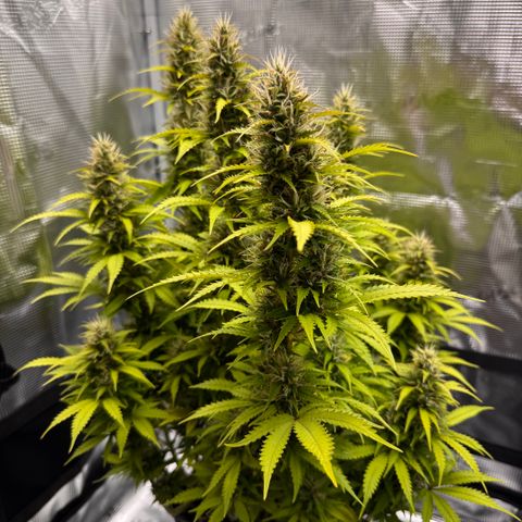 Fat Banana Auto #1 -89g growlog photo: 17:41
