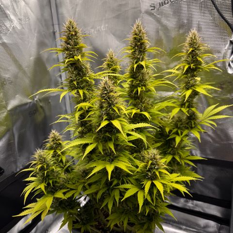 Fat Banana Auto #1 -89g growlog photo: 21:23