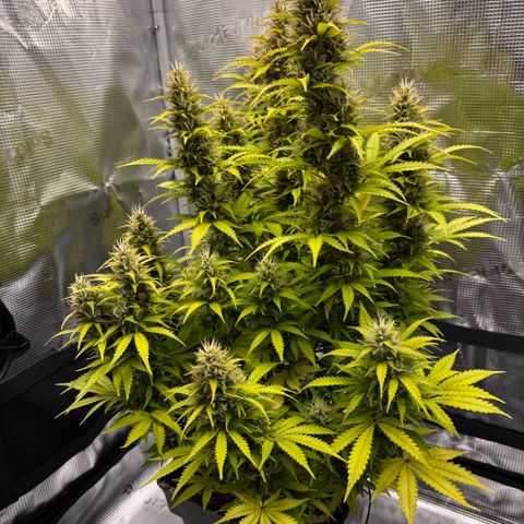 Fat Banana Auto #1 -89g growlog photo: 21:23