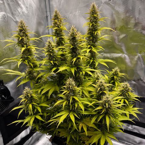 Fat Banana Auto #1 -89g growlog photo: 21:23