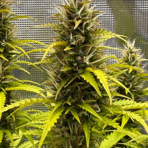 Fat Banana Auto #1 -89g growlog photo: 21:23