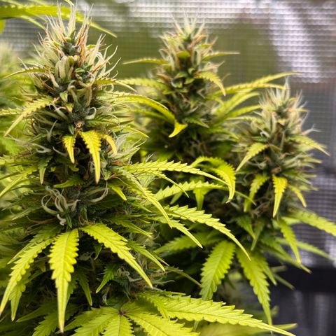 Fat Banana Auto #1 -89g growlog photo: 21:23