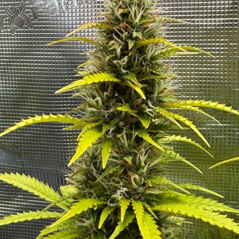 Fat Banana Auto #1 -89g growlog photo: 21:23