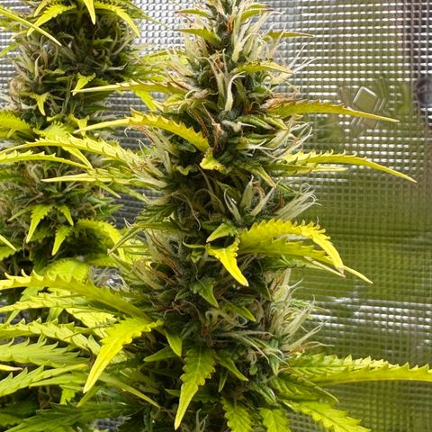 Fat Banana Auto #1 -89g growlog photo: 21:23