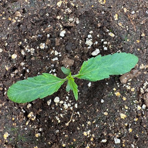 Apple Fritter Auto #3  -85g growlog photo: 21:23