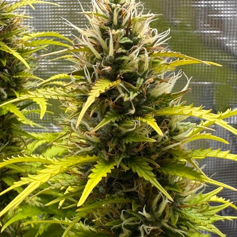 Fat Banana Auto #1 -89g growlog photo: 21:23