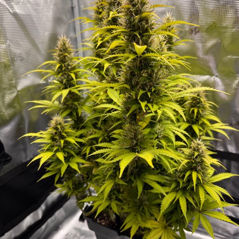 Fat Banana Auto #1 -89g growlog photo: 21:23