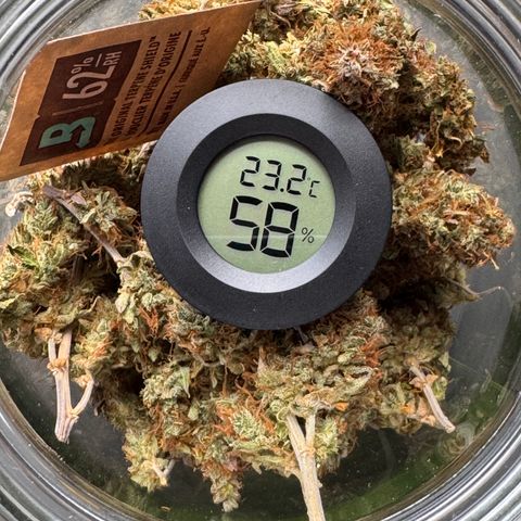 Cookies Gelato Auto #1 -41,5g growlog photo: nach 10 Minuten lüften 