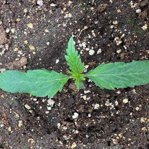 Apple Fritter Auto #3  -85g growlog photo: 17:34