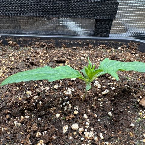 Apple Fritter Auto #3  -85g growlog photo: 17:34