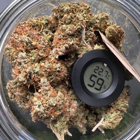Cookies Gelato Auto #1 -41,5g growlog photo: 14:35
vor dem lüften