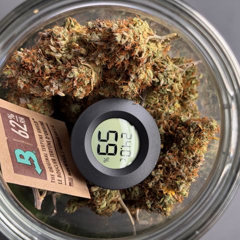 Cookies Gelato Auto #1 -41,5g growlog photo: 14:58
nach 23 Minuten lüften
