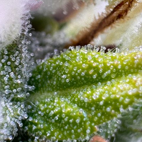 Fat Banana Auto #1 -89g growlog photo: 17:43