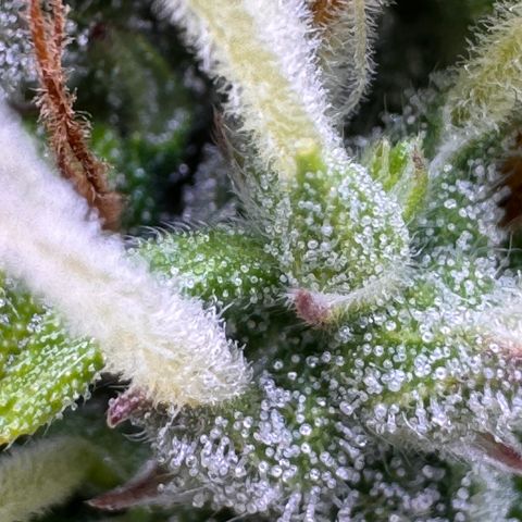 Fat Banana Auto #1 -89g growlog photo: 17:43