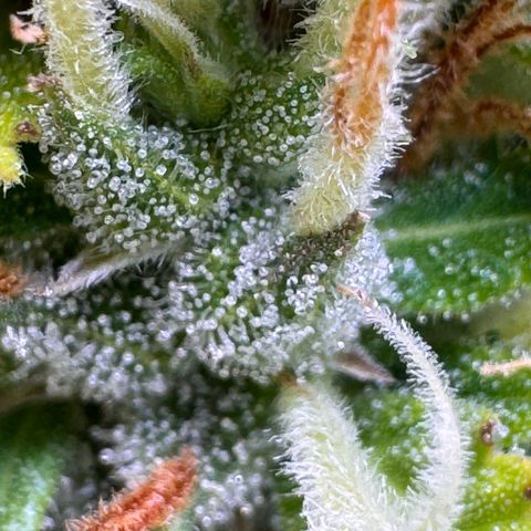 Fat Banana Auto #1 -89g growlog photo: 17:43
