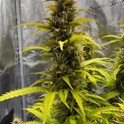 Fat Banana Auto #1 -89g growlog photo: 17:43