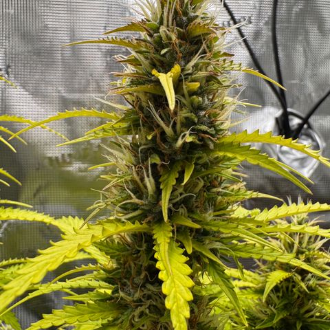 Fat Banana Auto #1 -89g growlog photo: 17:43