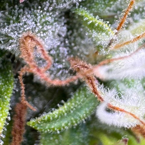 Fat Banana Auto #1 -89g growlog photo: 17:43