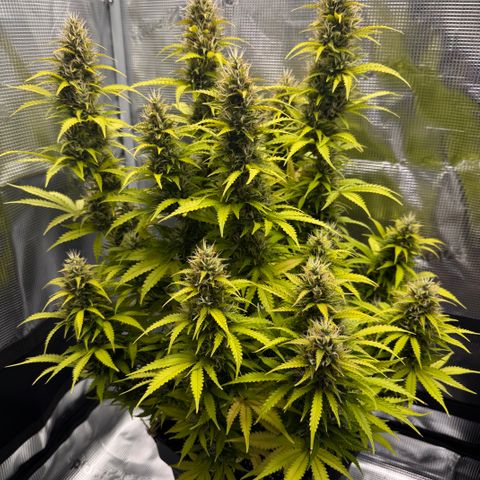 Fat Banana Auto #1 -89g growlog photo: 17:43