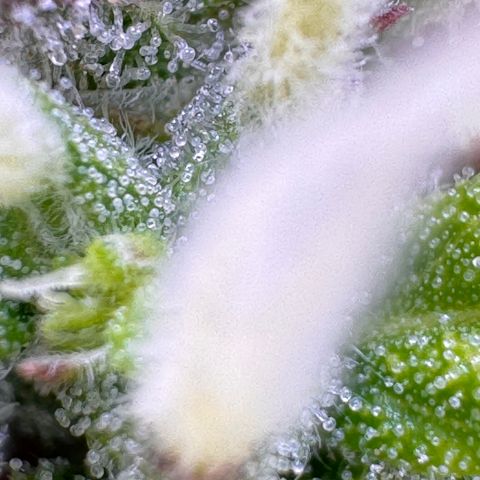 Fat Banana Auto #1 -89g growlog photo: 17:43