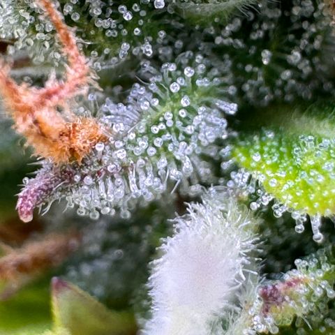 Fat Banana Auto #1 -89g growlog photo: 17:43