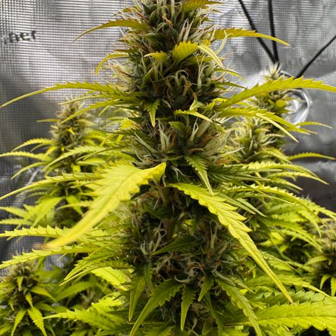 Fat Banana Auto #1 -89g growlog photo: 17:43