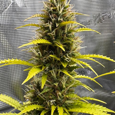 Fat Banana Auto #1 -89g growlog photo: 16:50