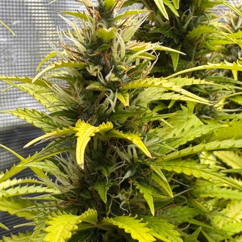 Fat Banana Auto #1 -89g growlog photo: 16:50