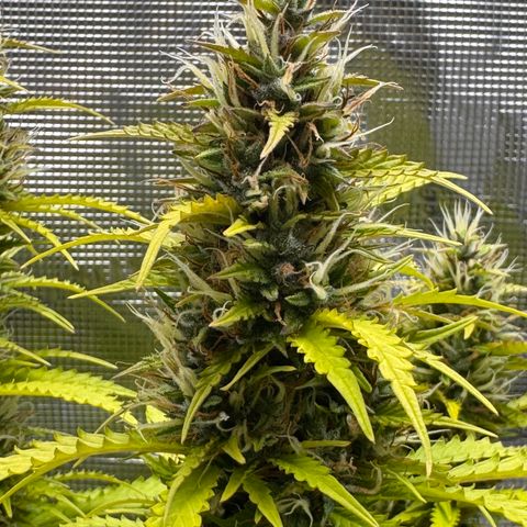 Fat Banana Auto #1 -89g growlog photo: 16:50