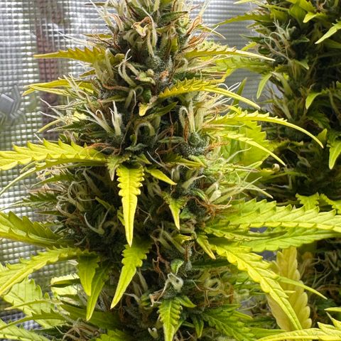 Fat Banana Auto #1 -89g growlog photo: 16:50