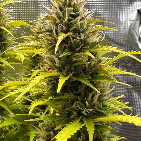 Fat Banana Auto #1 -89g growlog photo: 16:50