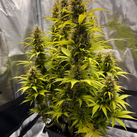 Fat Banana Auto #1 -89g growlog photo: 16:50
