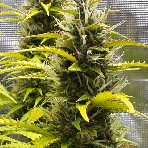Fat Banana Auto #1 -89g growlog photo: 16:50