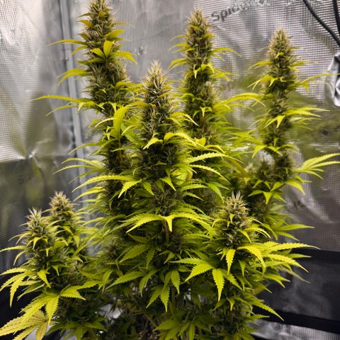 Fat Banana Auto #1 -89g growlog photo: 16:50