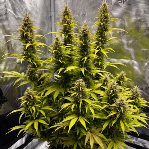 Fat Banana Auto #1 -89g growlog photo: 16:50