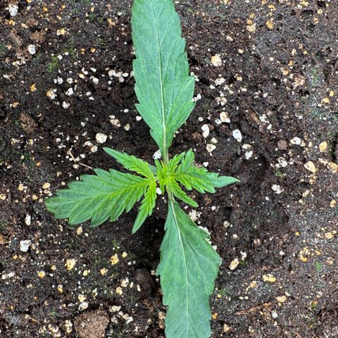 Apple Fritter Auto #3  -85g growlog photo: 16:49