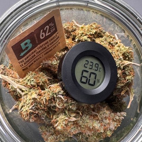 Cookies Gelato Auto #1 -41,5g growlog photo: vor dem lüften 