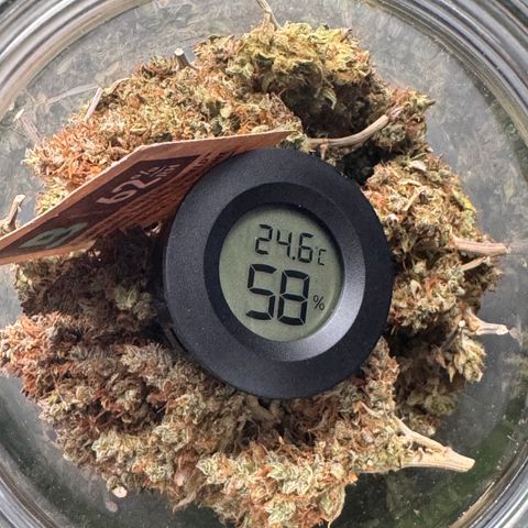 Cookies Gelato Auto #1 -41,5g growlog photo: nach dem lüften 