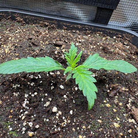Apple Fritter Auto #3  -85g growlog photo: 16:49