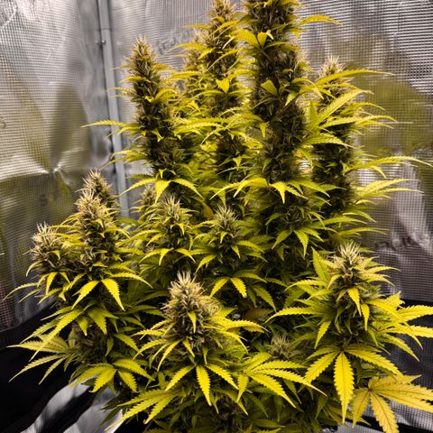 Fat Banana Auto #1 -89g growlog photo: 16:50