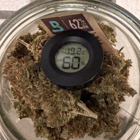 Cookies Gelato Auto #1 -41,5g growlog photo: vor dem lüften