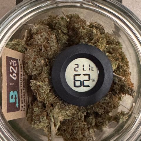 Cookies Gelato Auto #1 -41,5g growlog photo: nach dem lüften 