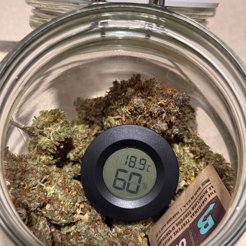 Cookies Gelato Auto #1 -41,5g growlog photo: vor dem lüften 