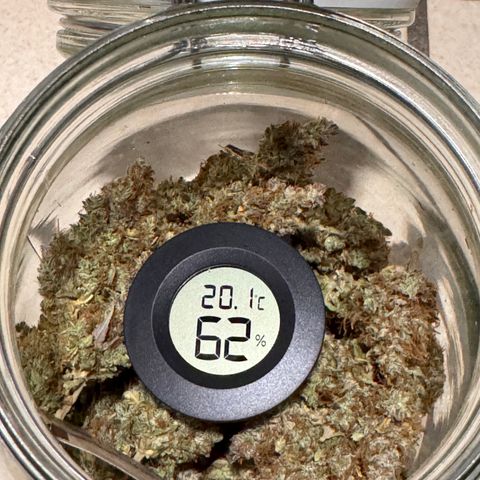 Cookies Gelato Auto #1 -41,5g growlog photo: nach dem lüften