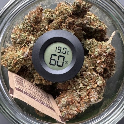 Cookies Gelato Auto #1 -41,5g growlog photo: vor dem lüften 