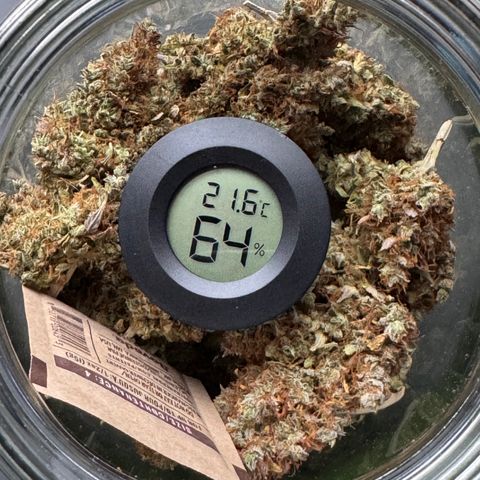 Cookies Gelato Auto #1 -41,5g growlog photo: nach dem lüften 