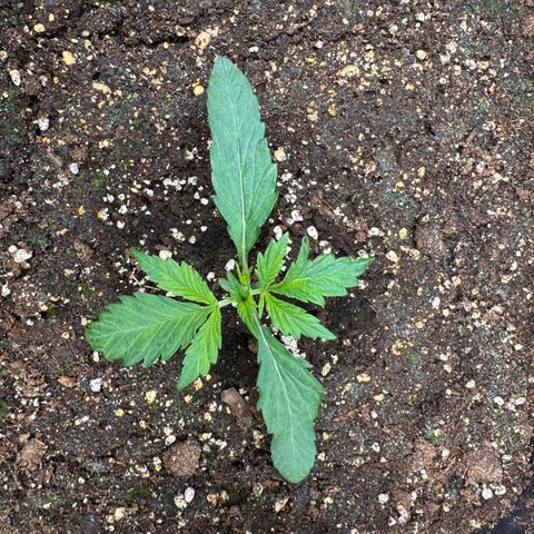 Apple Fritter Auto #3  -85g growlog photo: 19:11