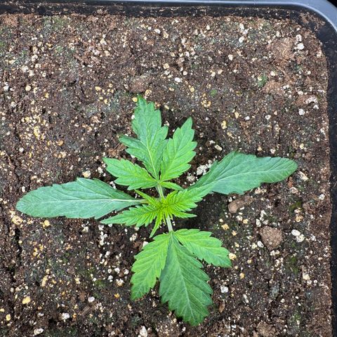 Apple Fritter Auto #3  -85g growlog photo: 18:28