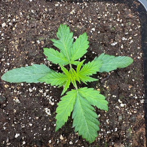 Apple Fritter Auto #3  -85g growlog photo: 10:58