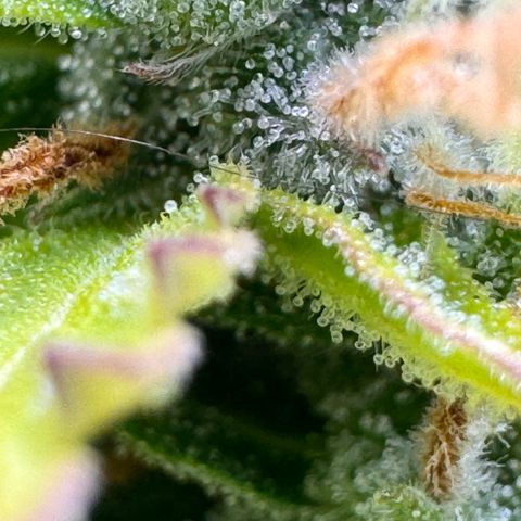 Fat Banana Auto #1 -89g growlog photo: 19:12